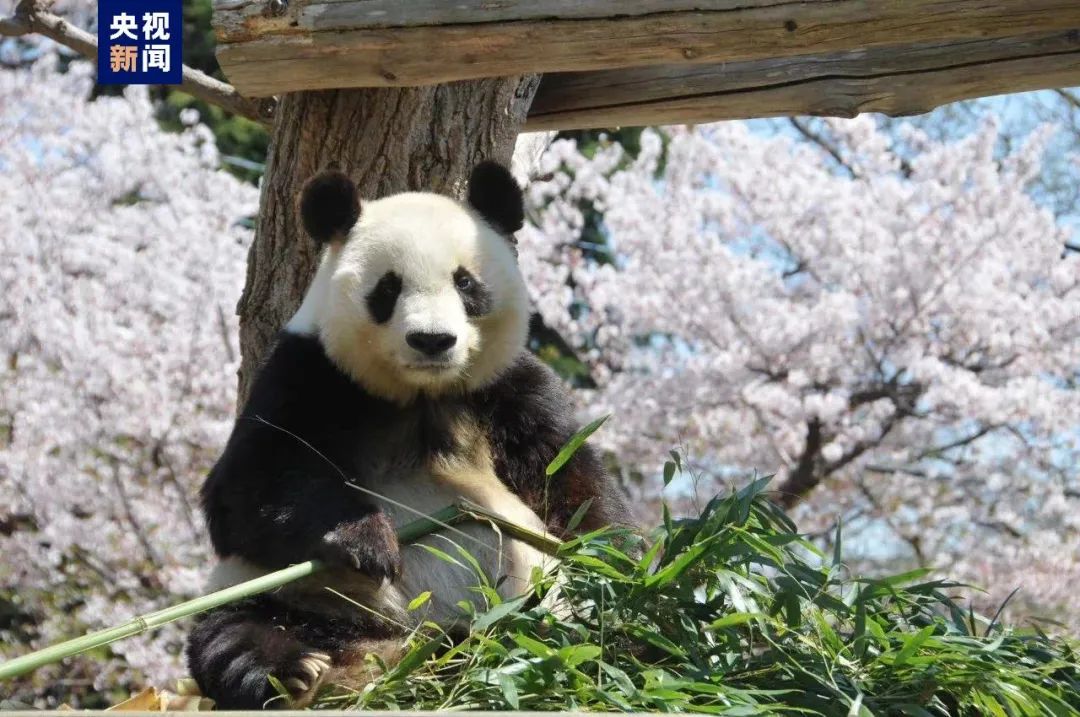 开元体育·(中国)官方网站7点出发丨惊险！6个月婴儿雨夜独自爬上马路好心人接力救(图4)